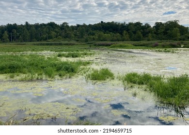 Wetlands In Chautauqua County, New York