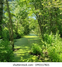 Wetlands In The Forest, Central Massachusetts