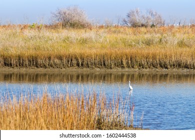 Wetlands And Grasslands Of Galveston Island State Park With Snowy Egret In Marsh Pool