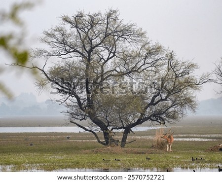 In the wetlands of Keoladeo Ghana National park, a male spotted deer looking for food.