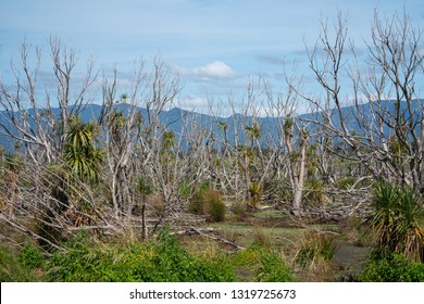 The Wetlands At Lake Wairarapa New Zealand