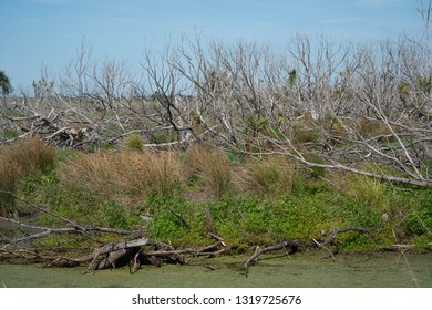 The Wetlands At Lake Wairarapa New Zealand