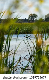 The Wetlands At Lake Wairarapa New Zealand