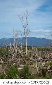 The Wetlands At Lake Wairarapa New Zealand