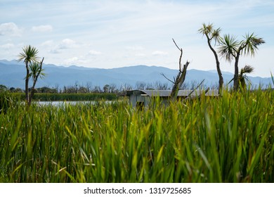 The Wetlands At Lake Wairarapa New Zealand