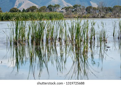 The Wetlands At Lake Wairarapa New Zealand