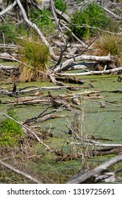 The Wetlands At Lake Wairarapa New Zealand