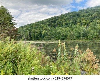 Wetlands In North Western Pennsylvania