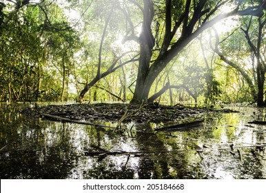 Wetlands In Pantanal, Brazil