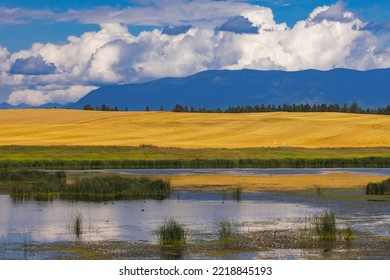 Wetlands Provide Critical Bird Habitat In The Flathead Valley, Montana, USA