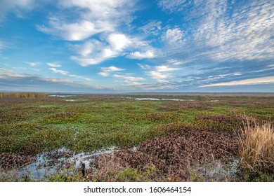 Wetlands In South East Texas