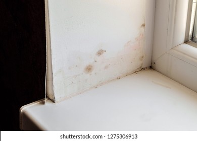 Imagenes Fotos De Stock Y Vectores Sobre Mold Fungus On The