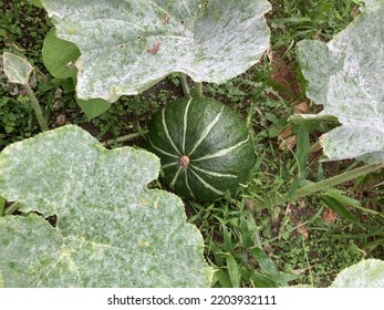 We've Had A Bumper Crop Of Pumpkins This Year.