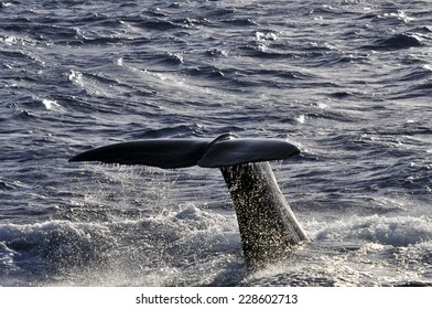 whale