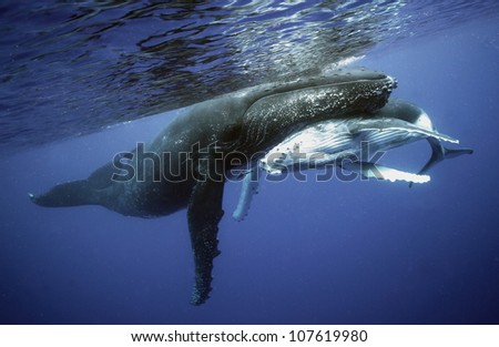 whale Stock foto © 
