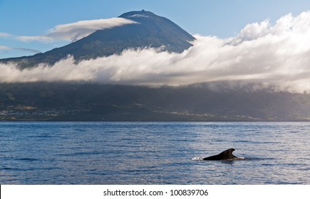 Whale Azores With Mountain Pico In The Background