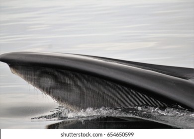 Whale Baleen