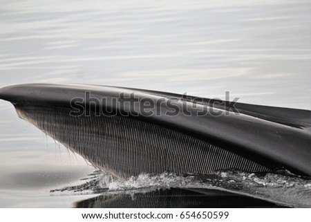 Whale baleen