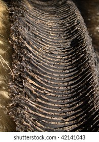 35 Baleen Hair Images, Stock Photos & Vectors | Shutterstock