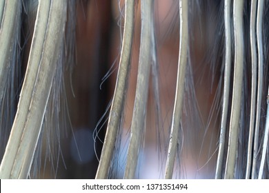 Whale Baleen Fanon Close Up Detail