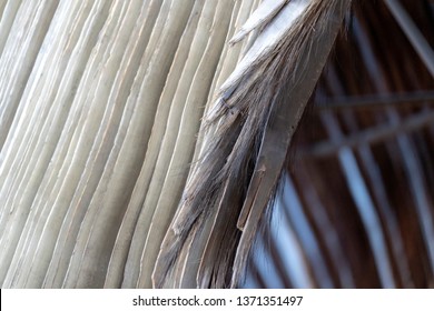 Whale Baleen Fanon Close Up Detail