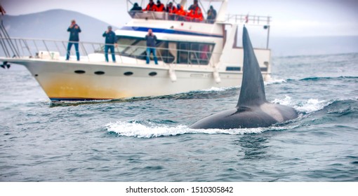 The Whale And The Boat With Tourists