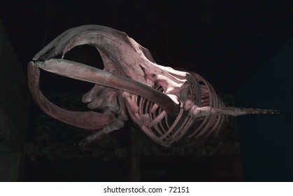 Whale Bones - Pink Hue. New England Aquarium.