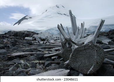 Whale Bones Port Lockroy