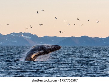 Whale Breaching In The Arctic Ocean 
