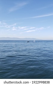 Whale Breaching In The Bay Of Puerto Vallarta 