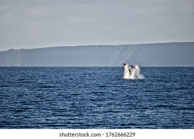 Whale Breaching Near Molokini Crater