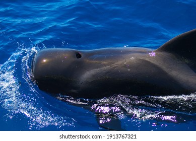 Whale Breathing A Couple Of Miles Away Of Tenerife Island