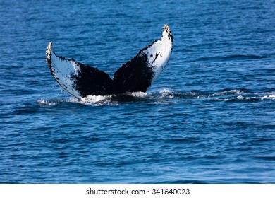 Whale, Cape Cod