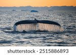 Whale in Disko Bay at midnigt sun. Beautiful whale tail fin. Humpback whale in Greenland sea. Wildlife photography of Greenlandic whale.