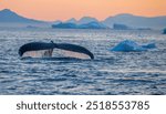 Whale in Disko Bay at midnigt sun. Beautiful whale tail fin. Humpback whale in Greenland sea. Wildlife photography of Greenlandic whale.