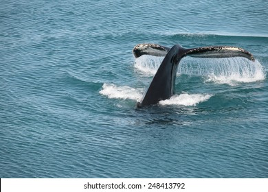 Whale Dive In The Disko Bay Near Ilulissat