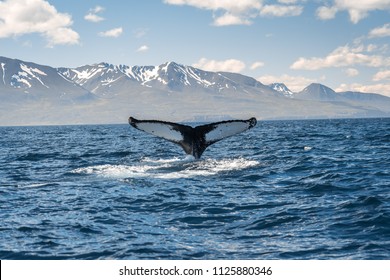 Дайвинг китов на побережье Исландии возле Хусавика