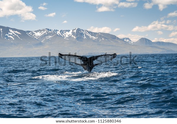 Whale diving on\
the Iceland coast near\
Husavik