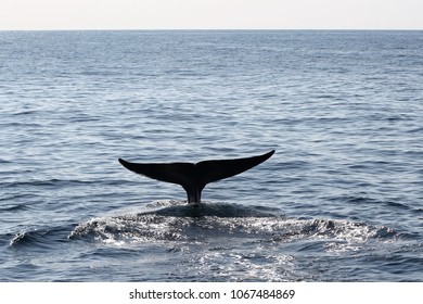 Whale And Dolphin Watching - Mirissa, Sri Lanka