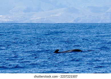whale floating near the coast - Shutterstock ID 2237221507