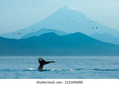 Whale Flukes In Blue Mountains And Sea In Kamchatka, Russia