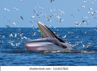 Brydes Whale In The Gulf Of Thailand