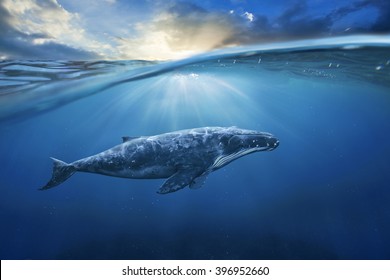 whale in half air half sky
