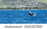 A whale with half of its body sticking out from the water in Maui, an island in Hawaii