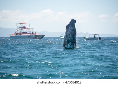 Whale Human Watching