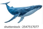 whale isolated on a white background