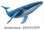 whale isolated on a white background