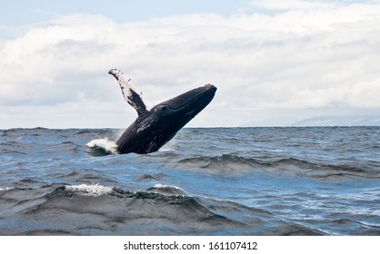 Whale Jump