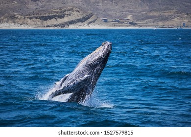 southern right whale breaching