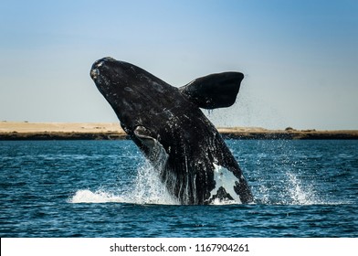Whale jumping in Peninsula Valdes,, Patagonia, Argentina